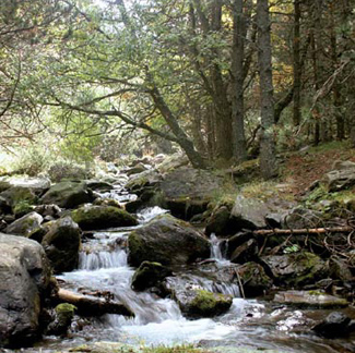 Pesca en rio de trucha en la Cerdanya, Puigcerda.